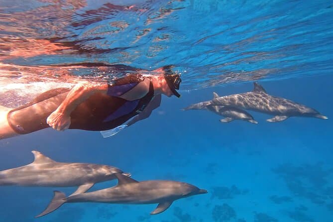 Dolphin House — wild dolphins in the Red Sea