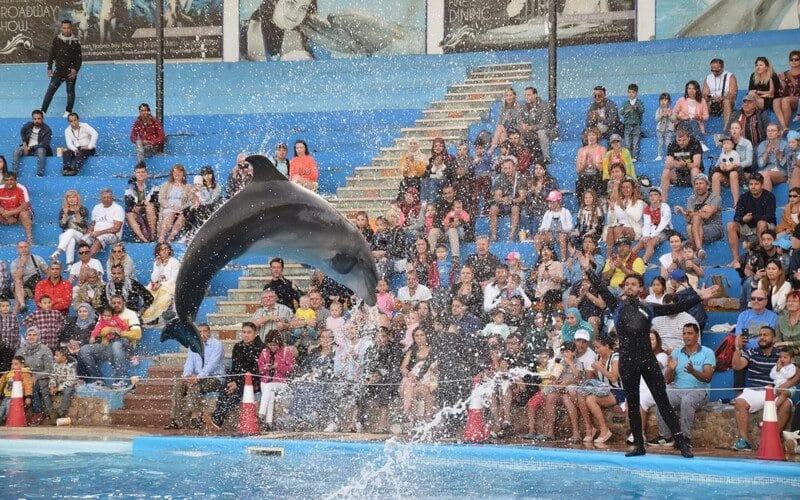 Dolphin jumping at Hurghada dolphin show
