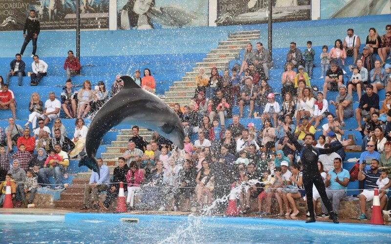Dolphin jumping at Hurghada dolphin show